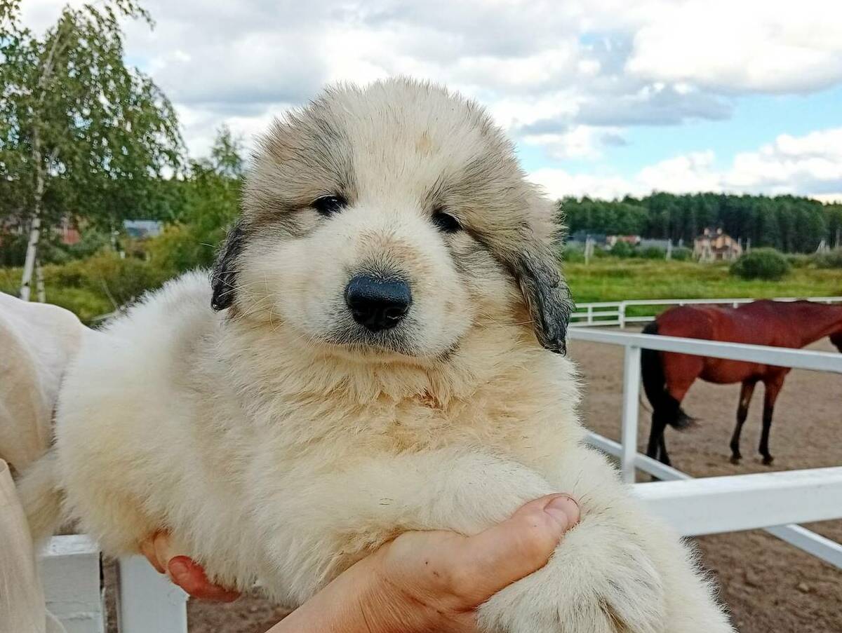 Мальчик2 